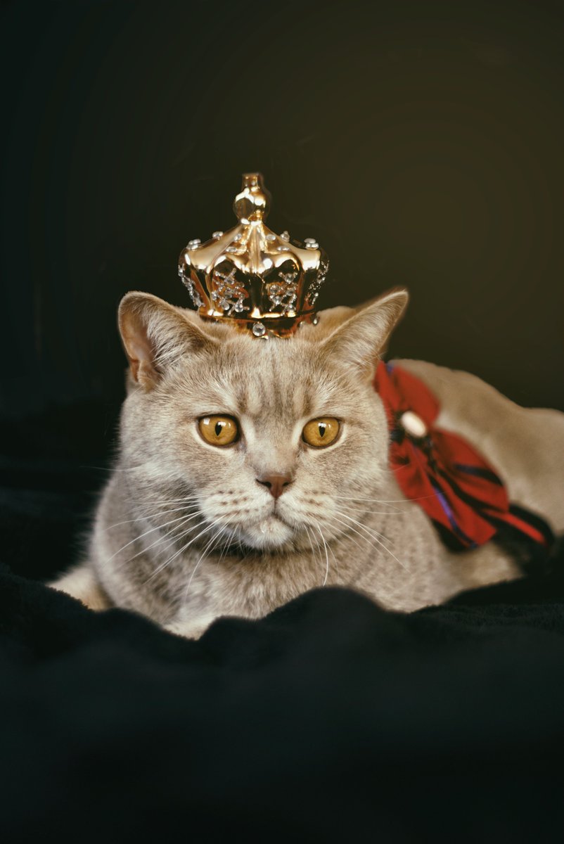 Cat wearing a crown.