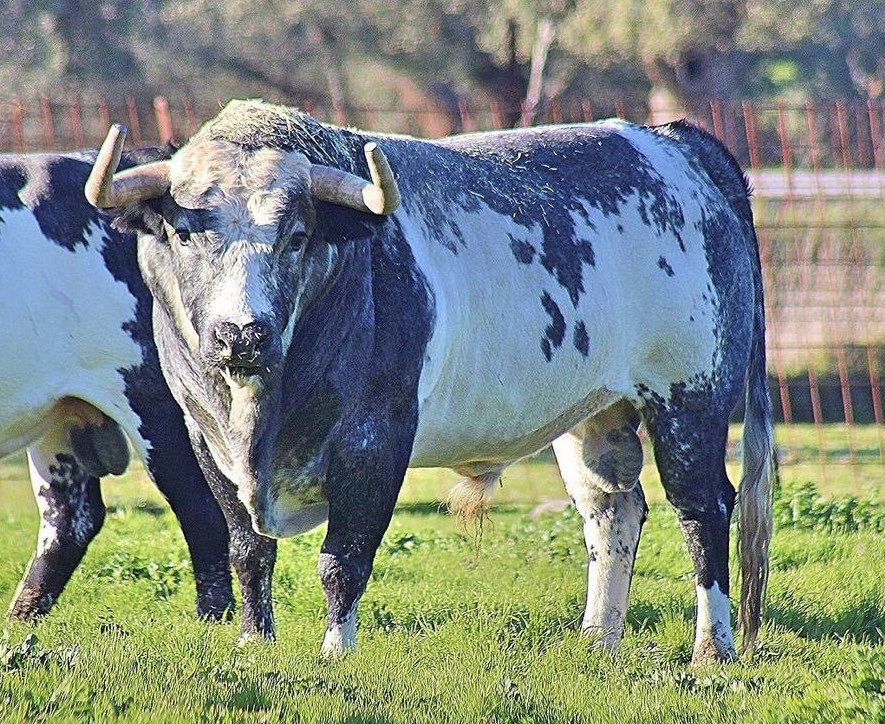 SanMartinToros's tweet photo. “Frutero” una joya genética... su madre con el hierro de Perez de la Concha y su padre de Hernandez Pla, siendo su abuela paterna de San Martín (via Buendia). 🇪🇸🇪🇸 https://t.co/tHgRyGGTOK