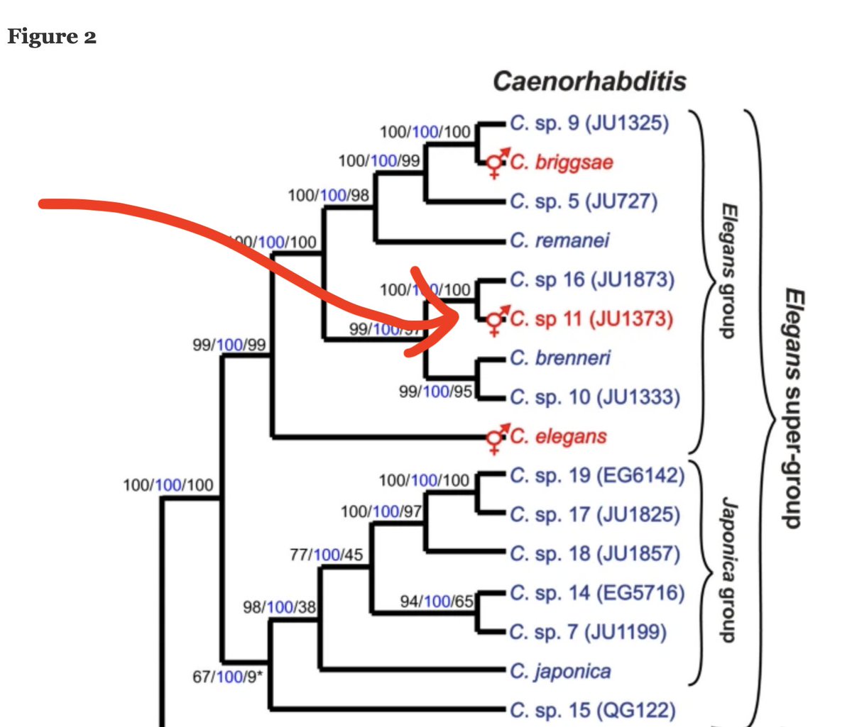 themselves. None more so than C. tropicalis (FKA sp. 11), the most recently discovered* of 3 Caeno sp. in which females figured out how to make sperm. (*le chevalier d'histoire naturelle des nématodes, Marie-Anne Felix). We set out to study recombination and population genetics.