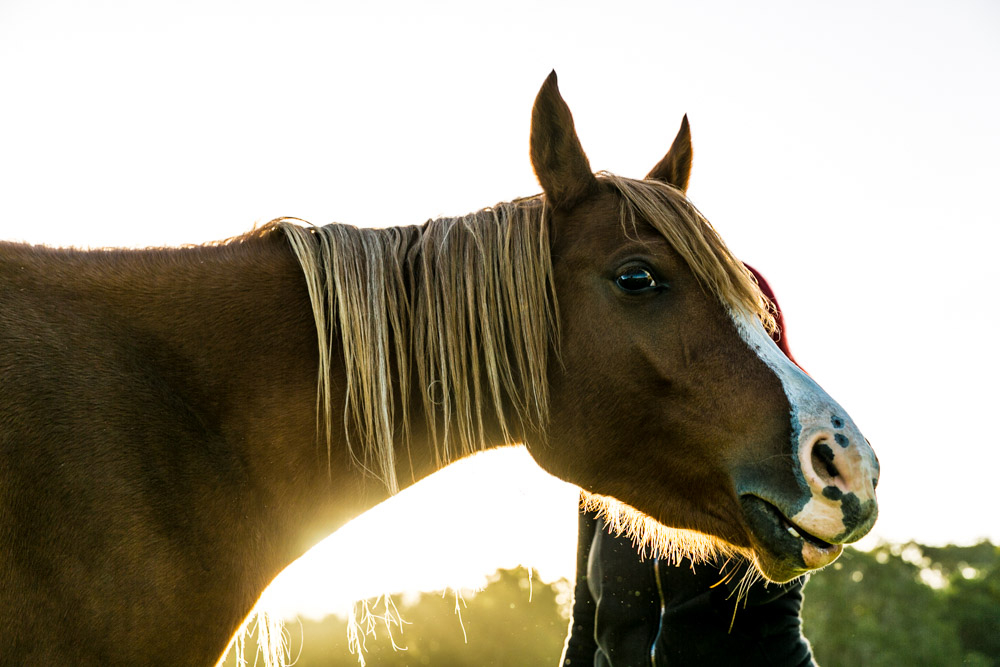 ByronHemp's tweet photo. Did you know that Horses have a unique sensitivity to people’s feelings? In addition, horses react to subtle changes in their environment. Therefore, they can sense a people's emotional state, including states of depression or anxiety and so many more.⁠ #horses #cleanhorse #hemp https://t.co/b2ZH7RTm0m