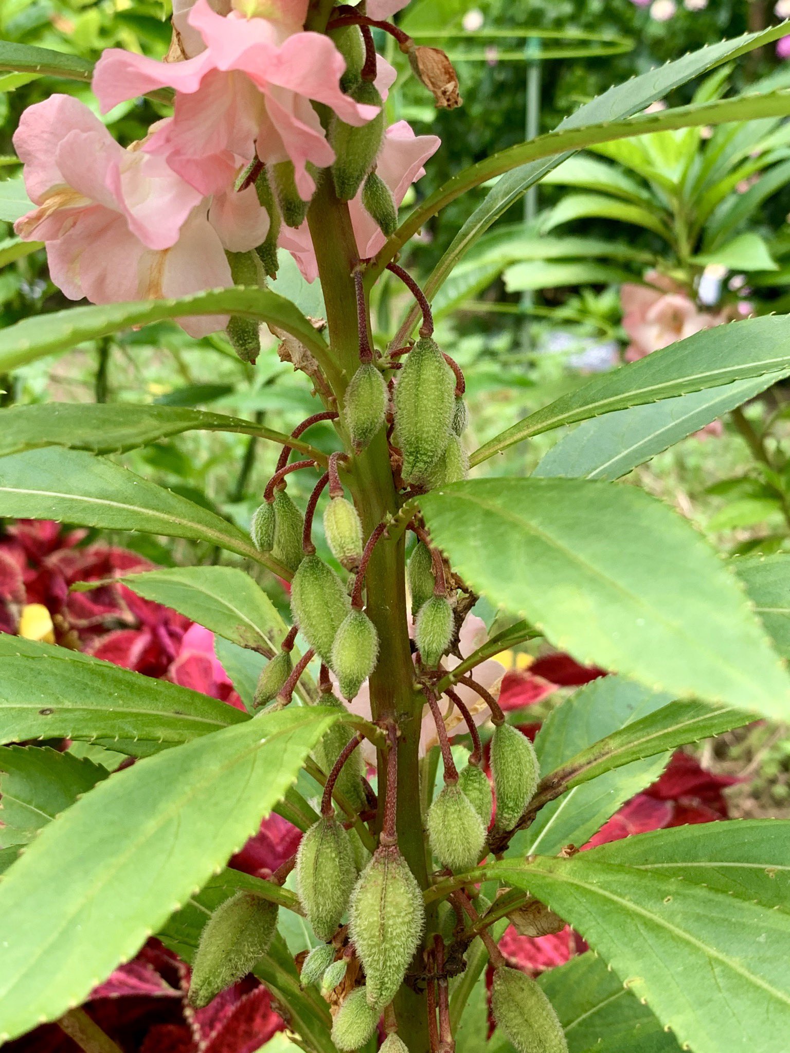 توییتر Cloudsailor 星羅の一日一花 در توییتر ホウセンカ 鳳仙花 花の色は本来赤 白 ピンク 紫も 園芸種の大半が椿咲きと呼ばれる八重咲き 果実が熟すと弾けて種を遠くに飛ばす ツリフネソウ科ツリフネソウ属 東南アジア原産 Balsam Rose Balsam Touch