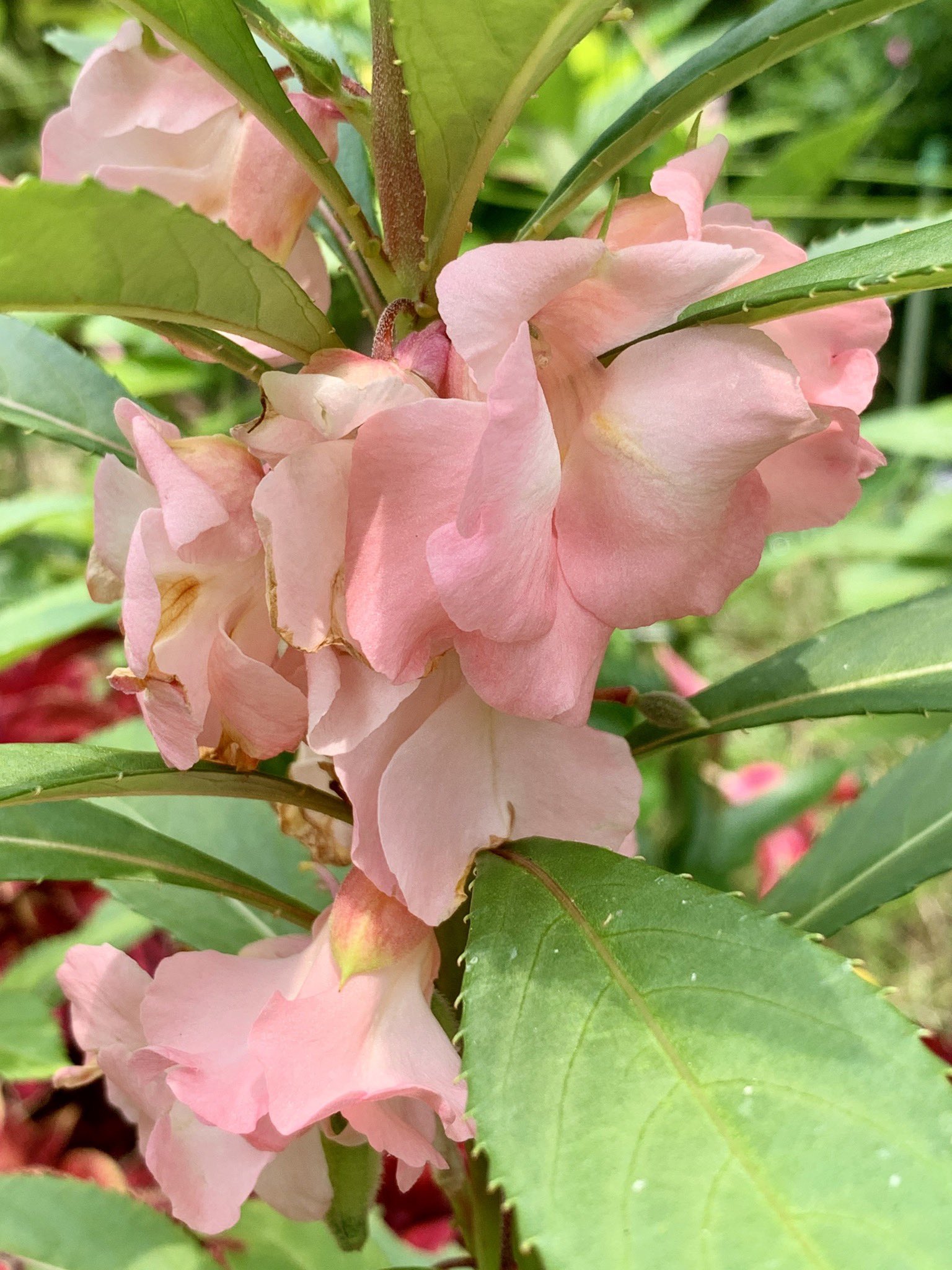 Cloudsailor 星羅の一日一花 ホウセンカ 鳳仙花 花の色は本来赤 白 ピンク 紫も 園芸種の大半が椿咲きと呼ばれる八重咲き 果実が熟すと弾けて種を遠くに飛ばす ツリフネソウ科ツリフネソウ属 東南アジア原産 Balsam Rose Balsam Touch Me Not