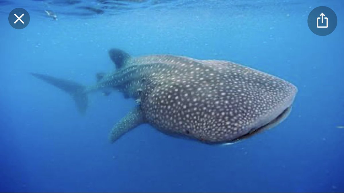 Mi abuelo Don Manuel Gonzalez, fue Capitán de Barco y me decía que en los 40s, los “Dominó” eran un riesgo para navegación en la zona donde hoy es Parque YumBalam porque podían golpear el barco. Hoy el “Tiburon Ballena” es una especie cuidada, respetada y protegida. Cuidémoslos!