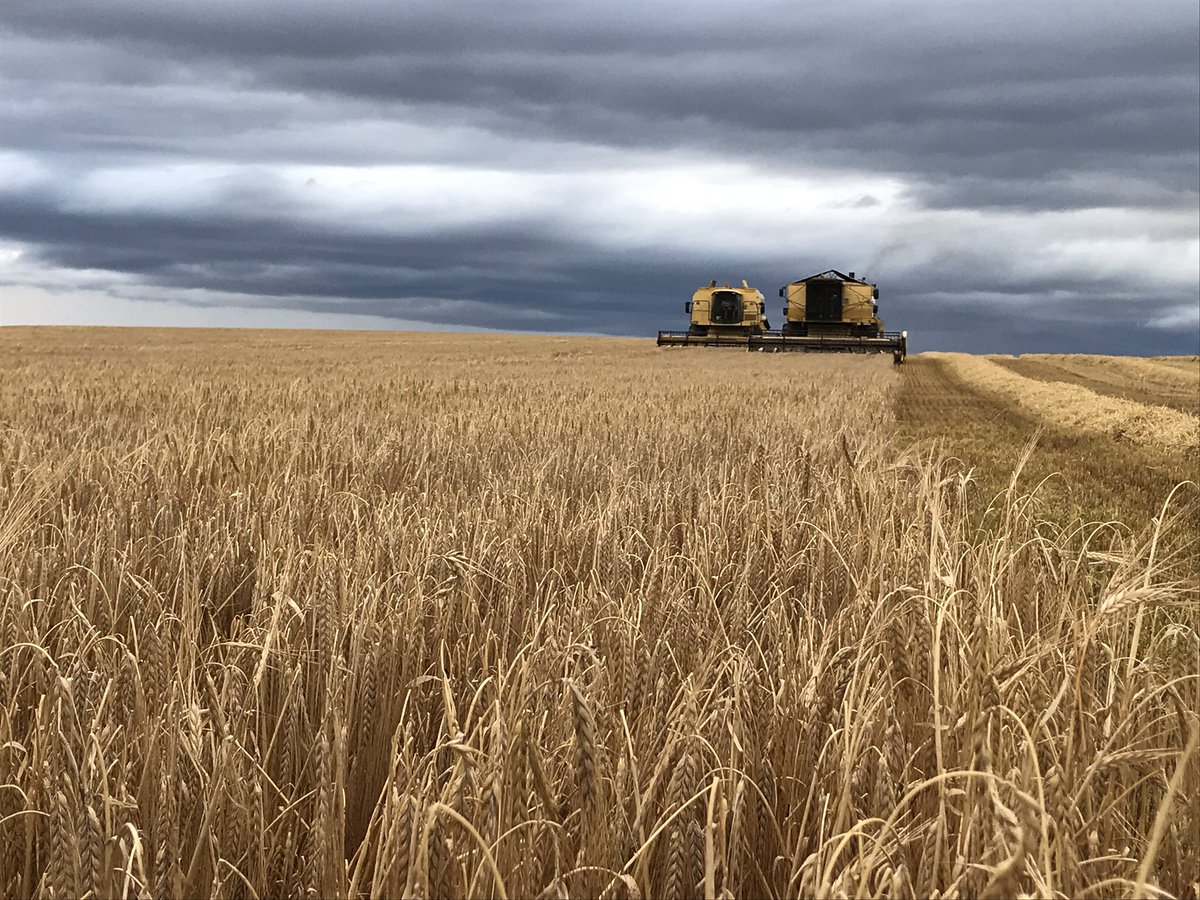 Those black clouds were chasing us yesterday, but today has been glorious - winter barley finished! ⛈🌤☀️

#harvest2020 #winterbarley #newholland #combine #livestockfeed