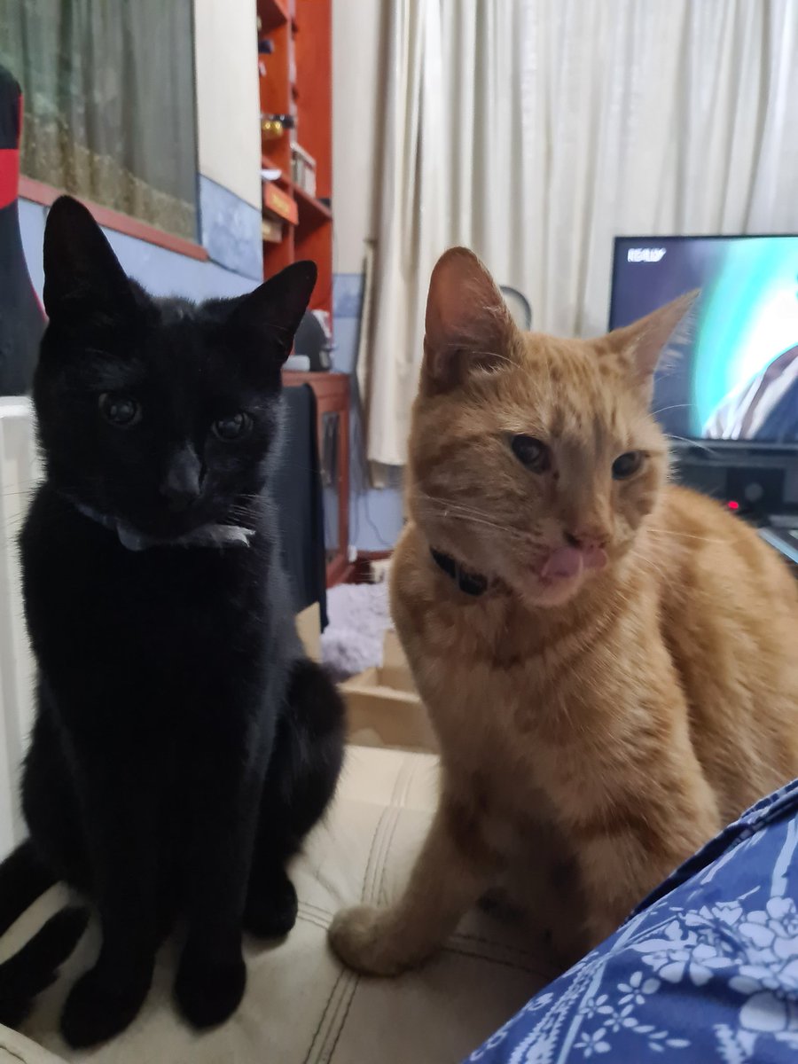 Gillso's tweet image. #InternationalCatDay