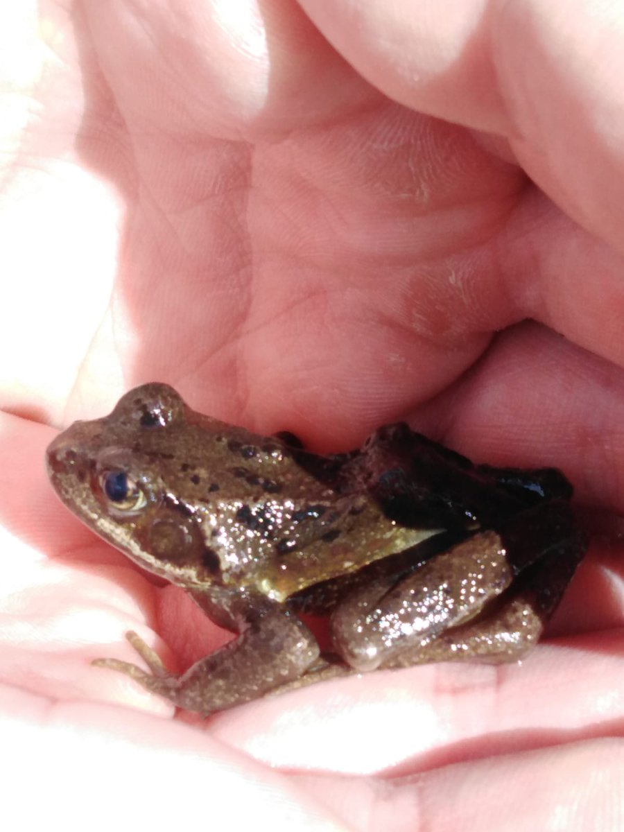 <a href="/rzss/">Royal Zoological Society of Scotland</a> <a href="/ChrisGPackham/">Chris Packham</a> <a href="/BBCSpringwatch/">BBC Springwatch</a> <a href="/cairngormsnews/">Cairngorms National Park</a>  My little brother found a frog (toad?) while exploring a gorge in the cairngorms. It had a red spots on its head and a golden belly (photo attached). We cant identify it... any clues?