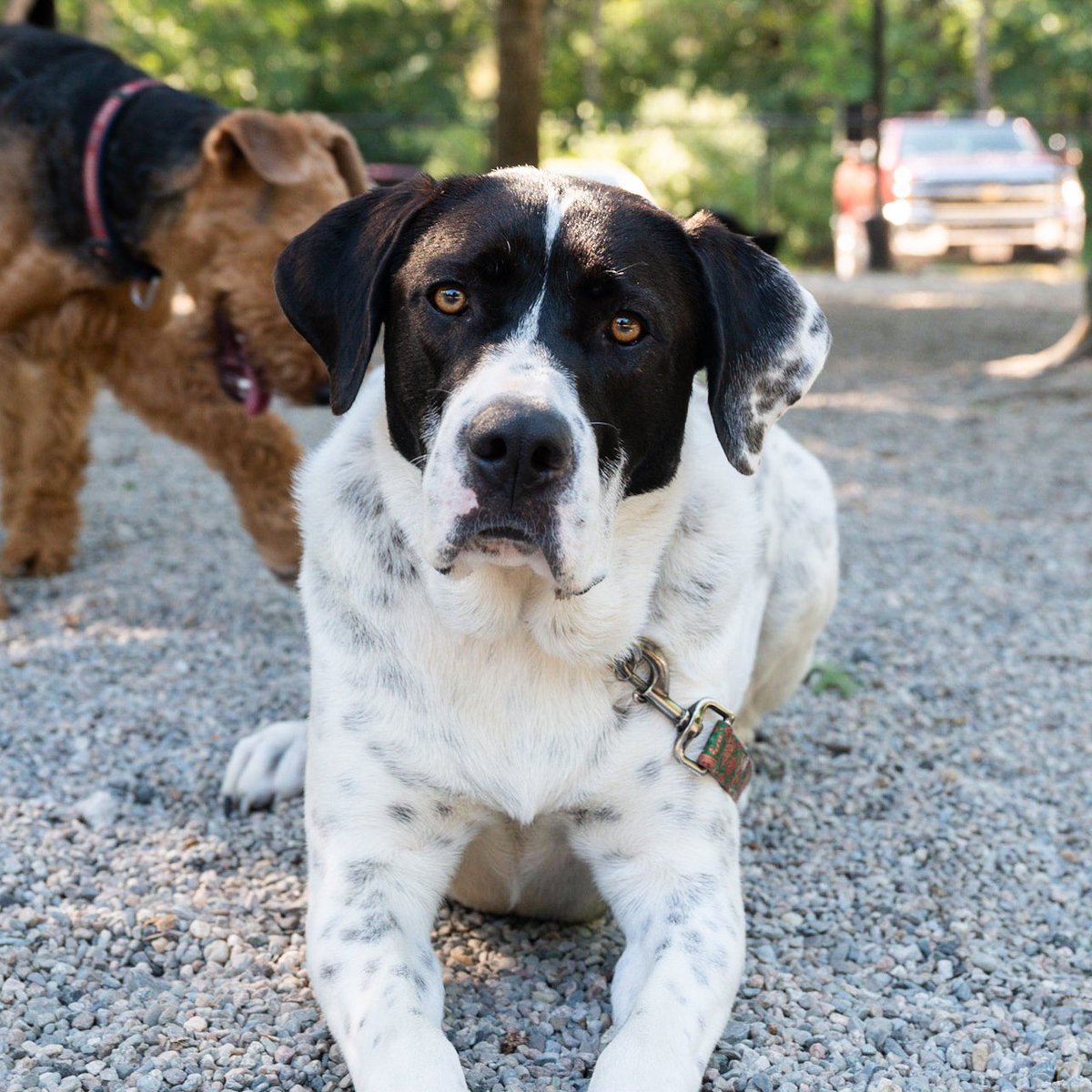 short haired great pyrenees