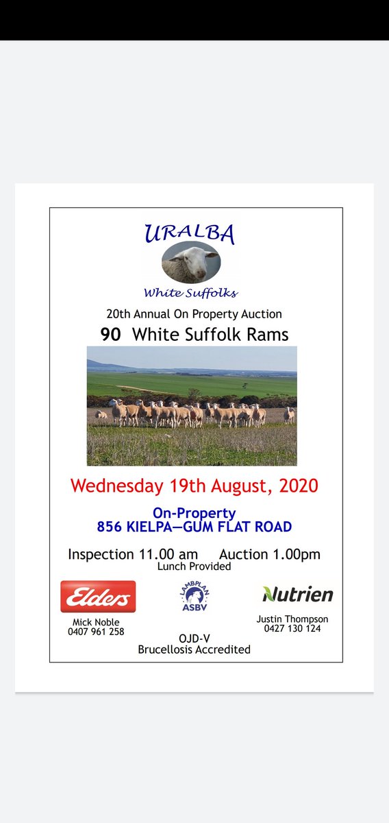 Uralba White Suffolk tweet media