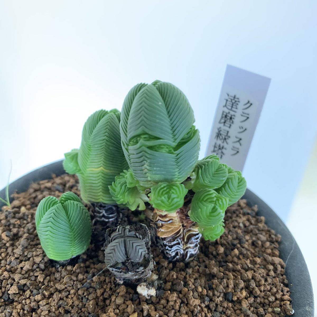 だるま緑塔が枯れ始めた…(;_;) よく専門書などで書かれているように