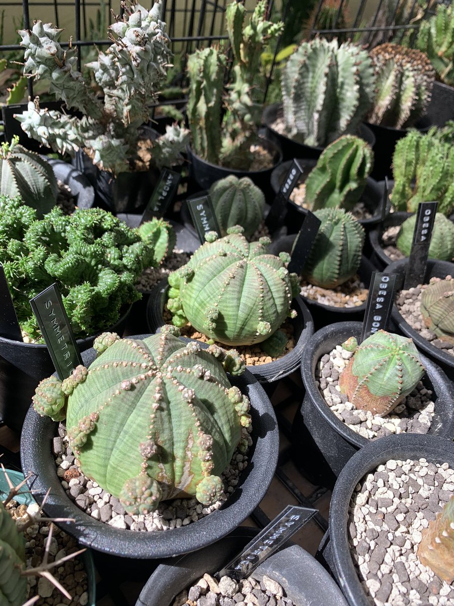 PUNKY-hedgehog tweet media