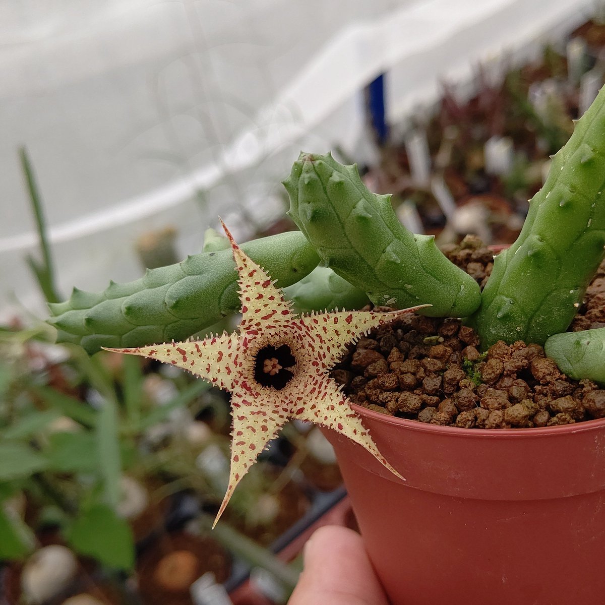 オマメプランツ Huernia Erinacea ケニアとエチオピアに生えているガガイモスティックです 派手めの花が咲きます オマメプランツ 多肉植物 サボテン 京都 多肉植物販売 弘法さん 天神さん 菊屋雑貨店 Plantplant 植物 塊根植物 Caudex