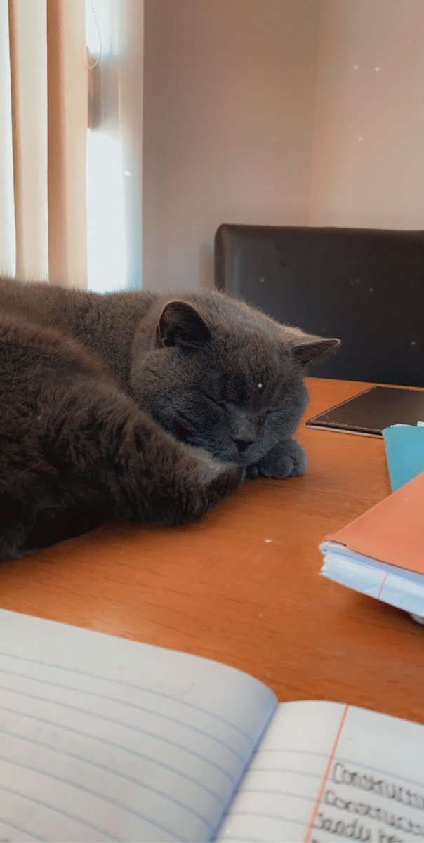 katyavelourr's tweet photo. ITS TECHNICALLY PAST MIDNIGHT BUT HERES MY CAT AND I LOVE HIM https://t.co/zEm4UshsPw