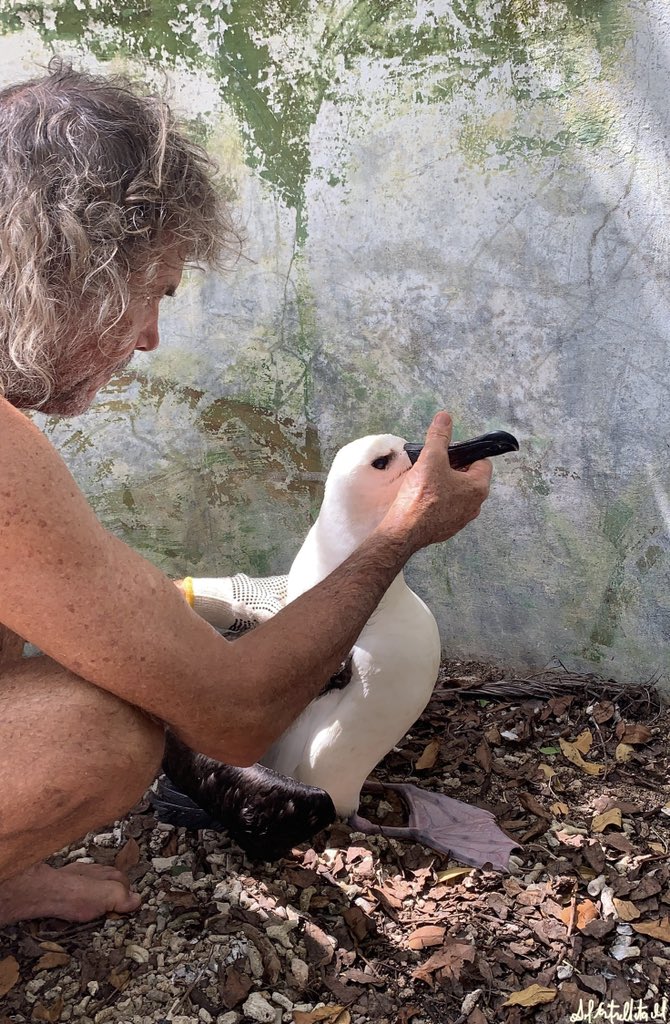 Julio 15, este Albatros llegó nadando a un bote de pescadores a 5 millas al oeste de la isla Rosario, no tenía energía para volar. Los trajeron al Oceanario donde se hidrató, se le dio algo de comer, no se podía parar y se negaba a comer.
Hoy 8 de agosto, las cosas han mejorado