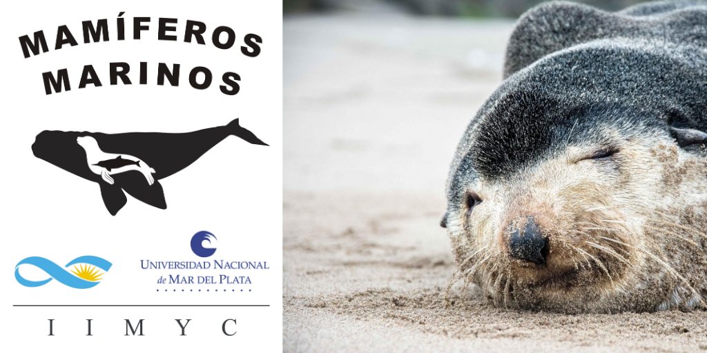 Mamíferos Marinos UNMdP tweet media