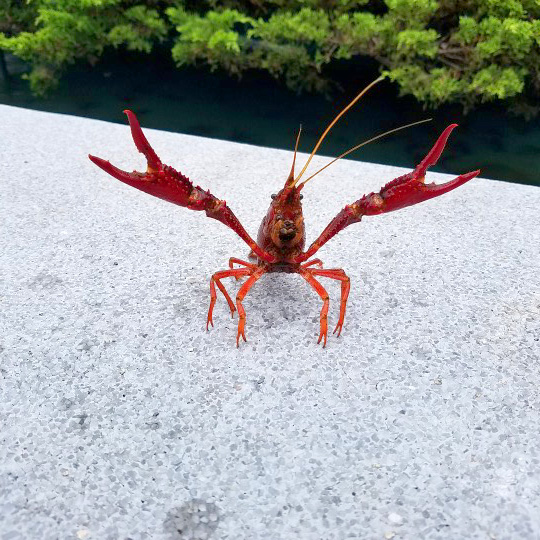 姫路セントラルパーク サファリ 公式 Twitterren ザリガニ 釣り対決開催 遊園地入口ザリガニ釣り池で3分間1本勝負 1回500円で12時 16時半開催 挑戦者がスタッフに勝つことができたら ヘラクレスオオカブトをプレゼント プレゼントは数に限りがござい 姫路セントラルパーク サファリ 公式 Twitterren ザリガニ 釣り対決開催 遊園地入口ザリガニ釣り池で3分間1本勝負 1回500円で12時 16時半開催 挑戦者がスタッフに勝つことができたら ヘラクレスオオカブトをプレゼント プレゼントは数に限りがござい