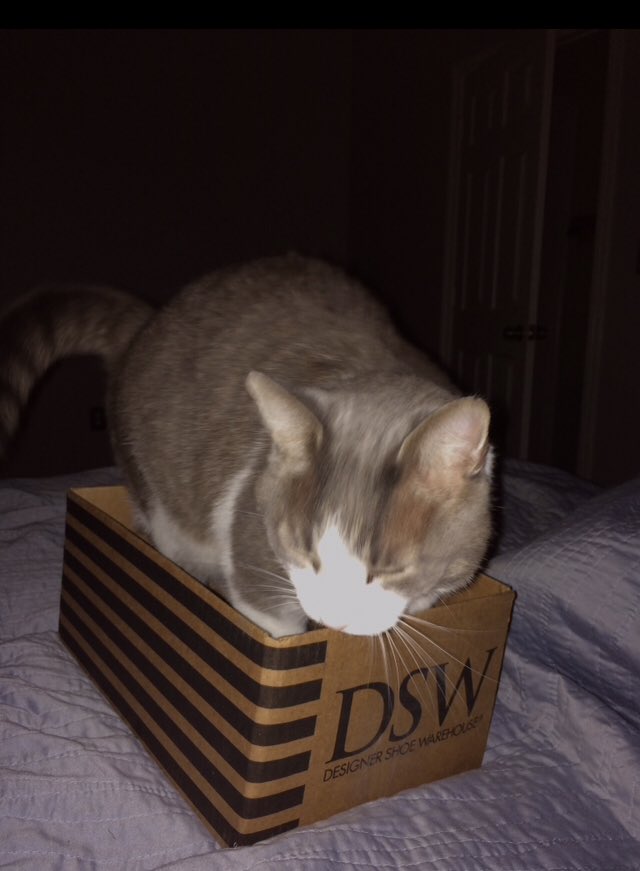 RT @RealRuggle: Happy international cat day! #InternationalCatDay #DSW https://t.co/0Tr2tpSsVZ