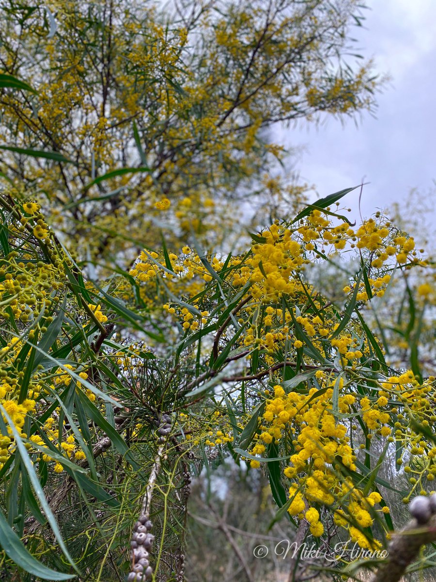 Miki Hirano 昨日 買い物の移動の途中で近所の保護区にチラッと立ち寄ったら もうゴールデンワトルが咲いてた シドニー に春が来た ちなみに ゴールデンワトルは オーストラリア の国花です