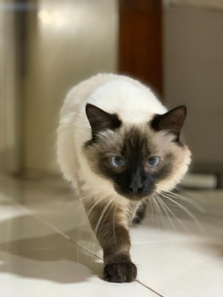 DIEGO8129's tweet photo. #spamdegatos 🐈 https://t.co/cEtEmeg2lY