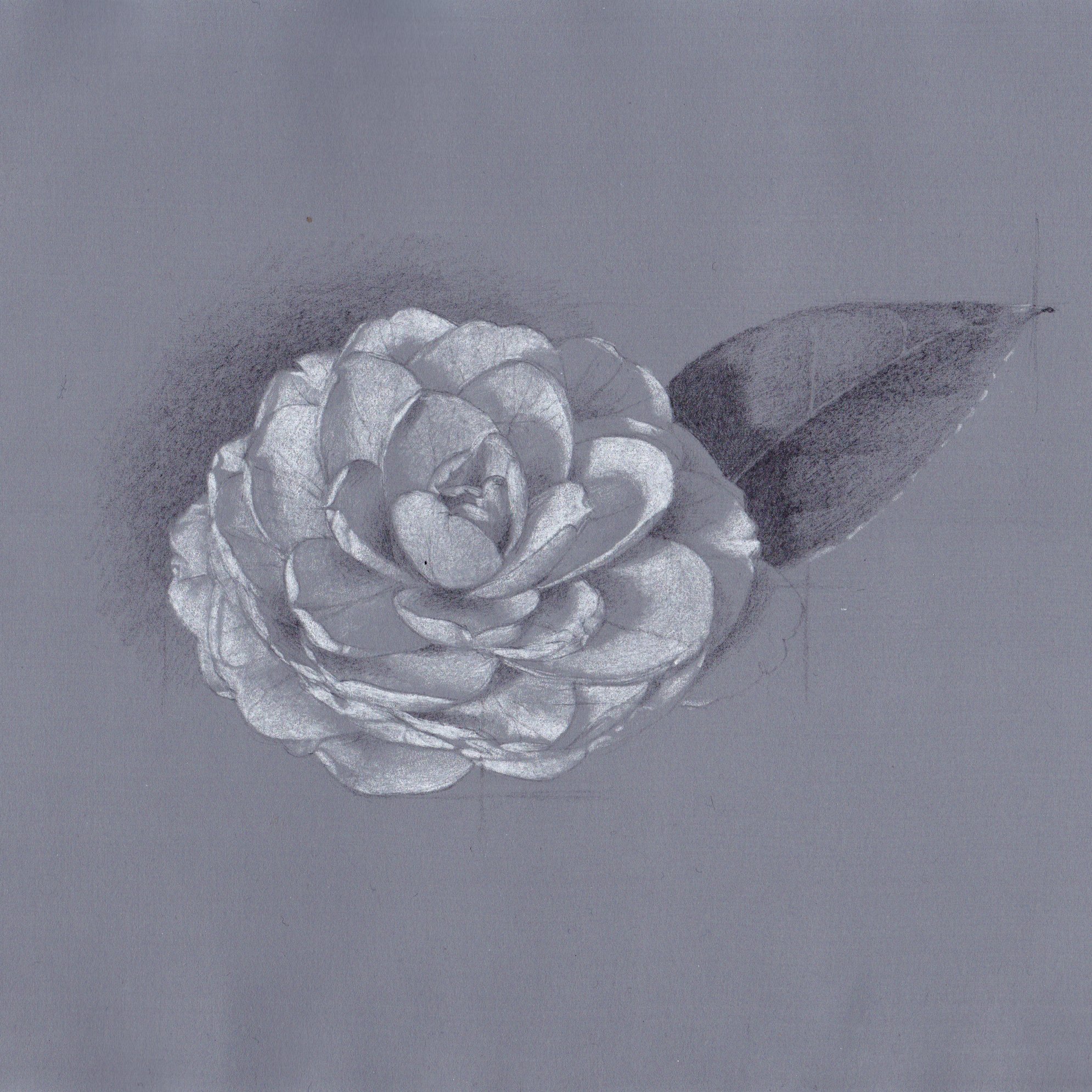 Naoya Ohtani 小さいデッサン 花 鉛筆画 鉛筆デッサン T Co Nkneggyfjx Twitter