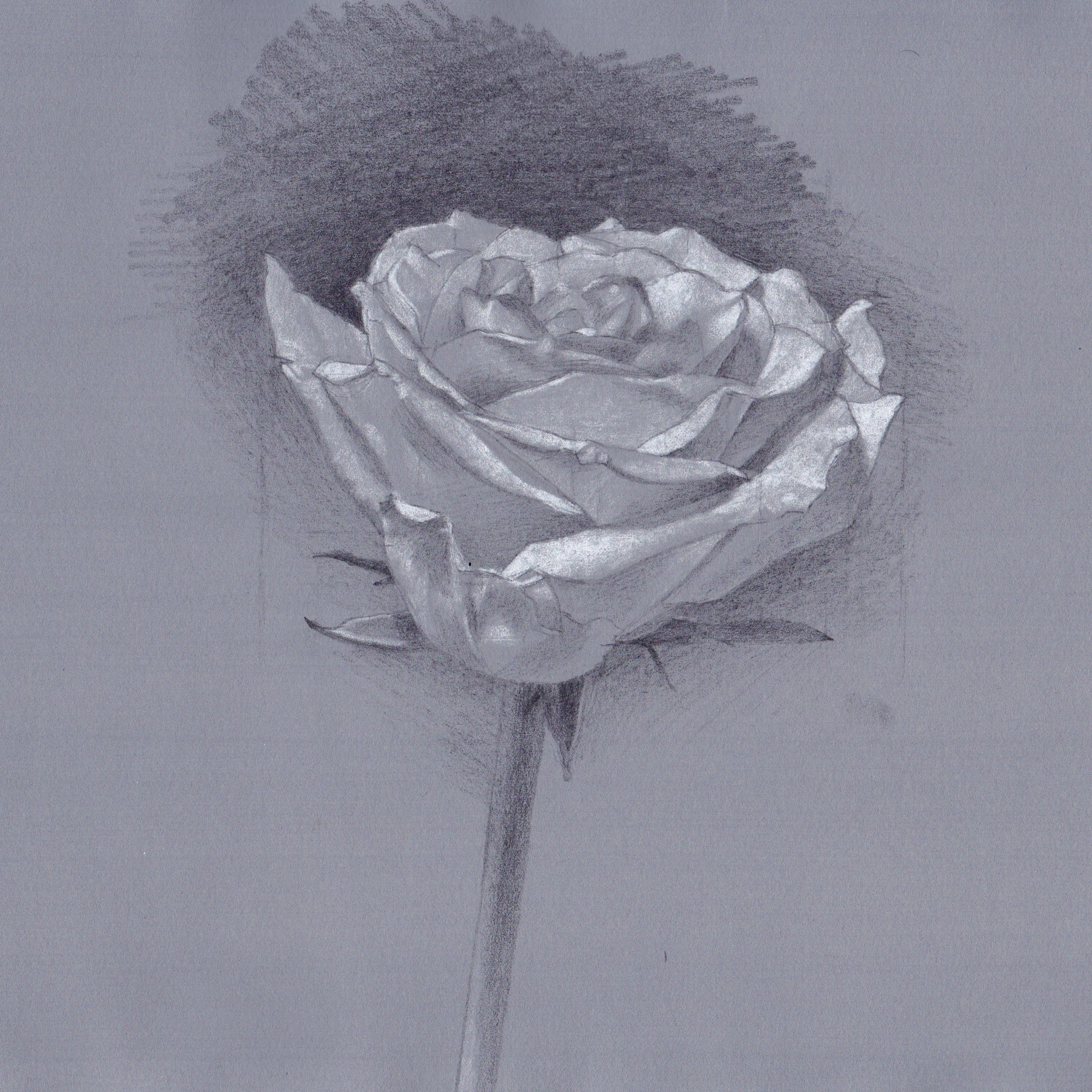 Naoya Ohtani 小さいデッサン 花 鉛筆画 鉛筆デッサン Naoya Ohtani 小さいデッサン 花 鉛筆画 鉛筆デッサン