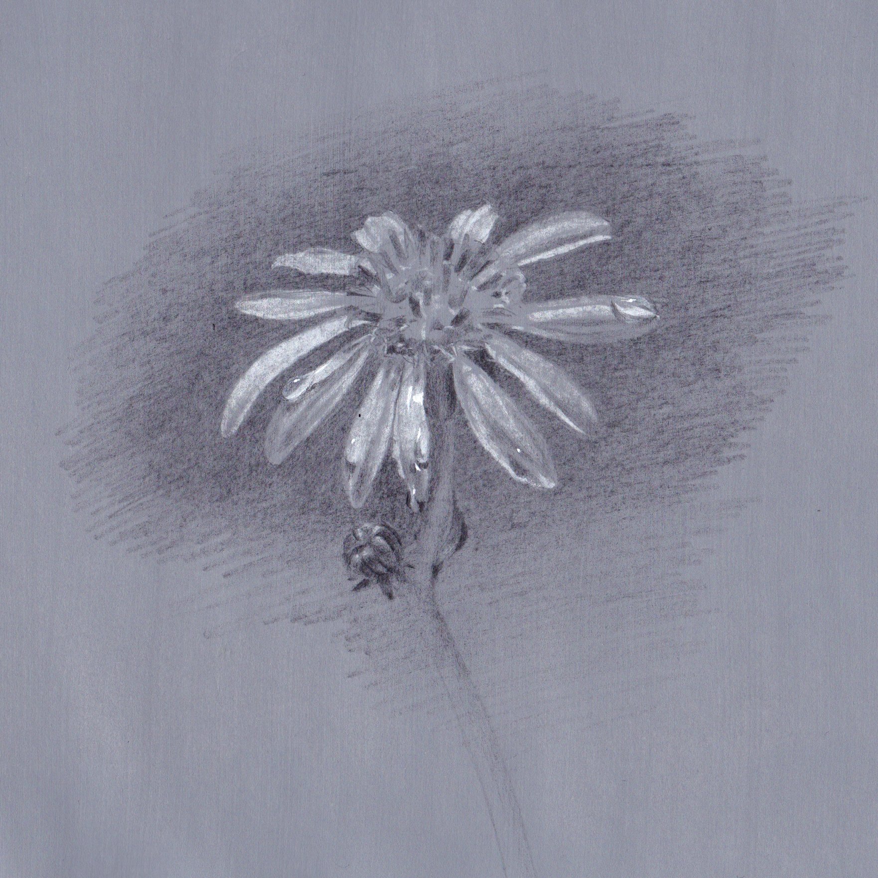 Twitter 上的 Naoya Ohtani 小さいデッサン 花 鉛筆画 鉛筆デッサン T Co Nkneggyfjx Twitter