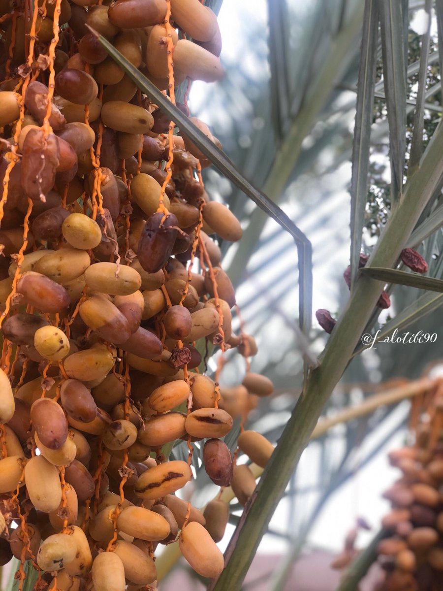 f_alotibi90's tweet photo. #تصويرك_بجوالك_عبدالله_العصيمي2 ونجرب ونقول يارب https://t.co/SWCFCLA0z6
