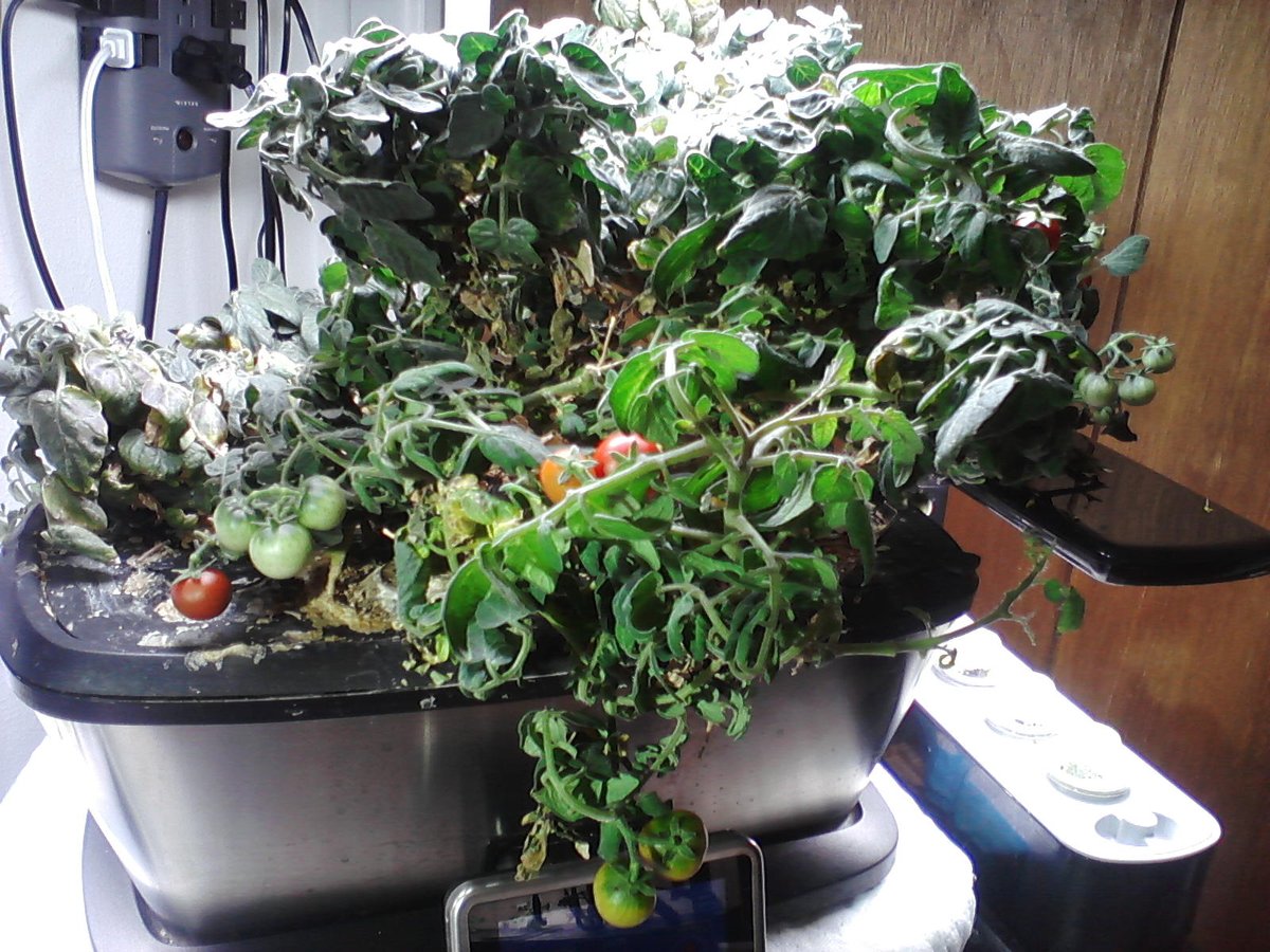 131) Below: my 386 d/o  #Aerogarden Red Heirloom plant. More info on this one earlier on this thread. Amazingly, it is rebounding & producing better than expected.The itty bitty tomatoes (post 130)- tho cute -are a disappointment from my biggest plant. Perhaps malnourished??
