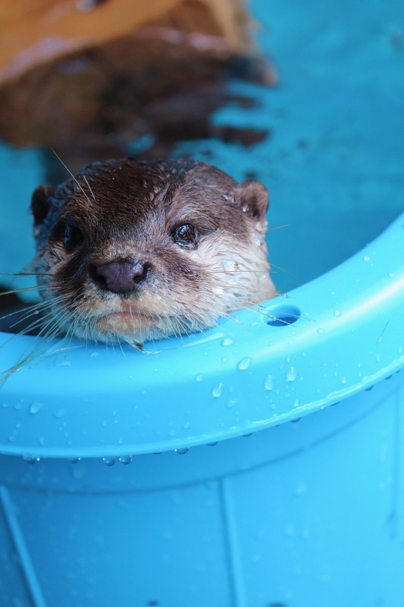かわいすぎるカワウソに紛れてイケメンをぶっこんでくる桂浜水族館 Togetter かわいすぎるカワウソに紛れてイケメンをぶっこんでくる桂浜水族館 Togetter