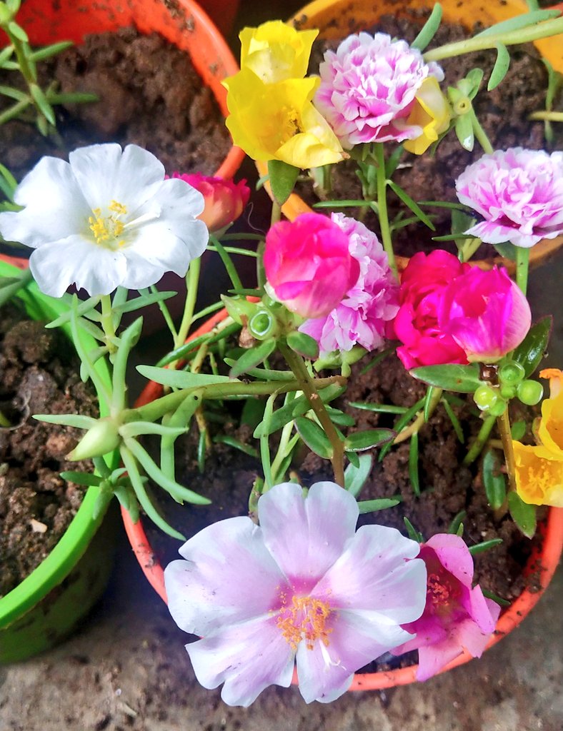 pretty_priyu's tweet photo. #tablerose #Portulaca #portulacaLove https://t.co/G5zjmHKJdw
