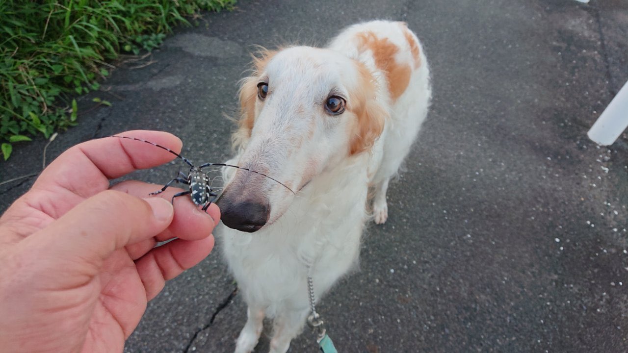 がんぼるぞい Borzoi これは触覚が長いカミキリムシ 僕は顔が長い犬 がんぼるぞい Translation This Is A Long Horned Beetle I M A Long Face Dog Longboi T Co Q0pdncjolo Twitter