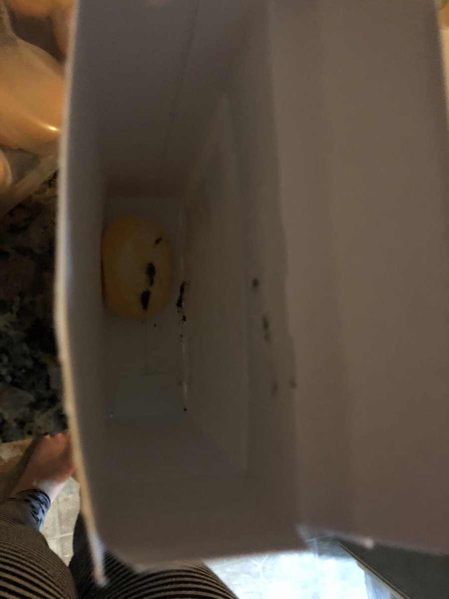 Brittni Robidoux tweet media