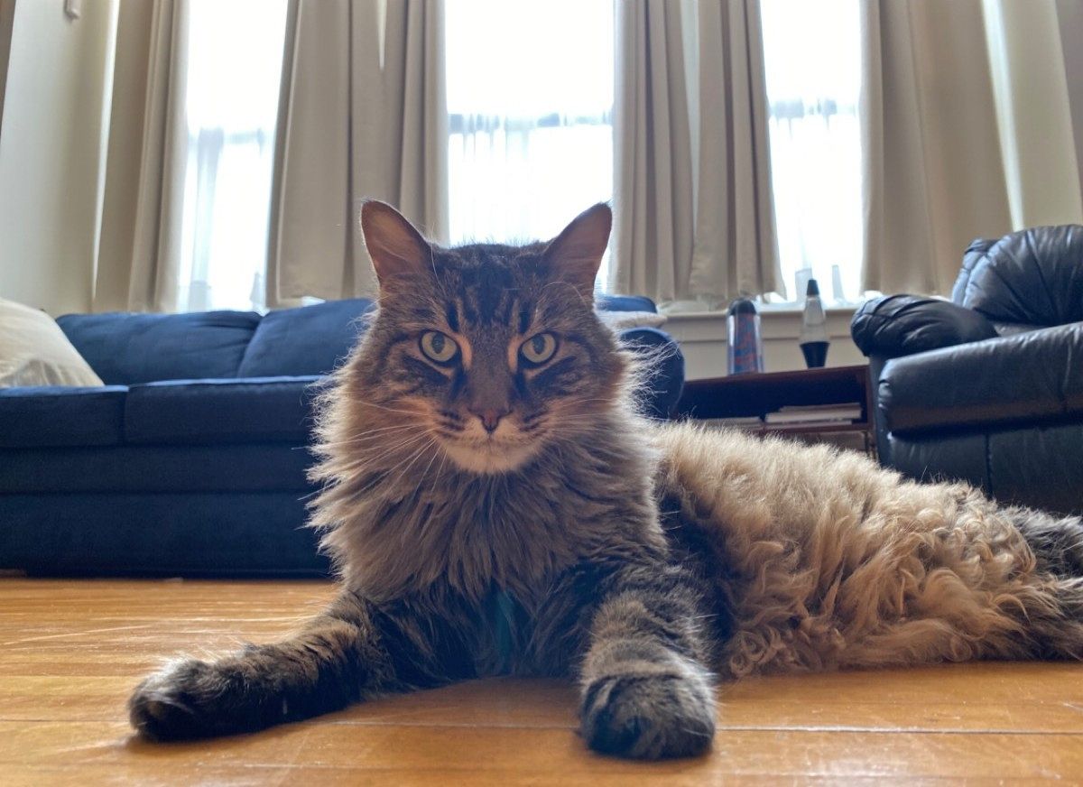 Meet our house sitter Sly. 
He's always so purr-fessional, we gave him the weekend off! 🐾 #InternationalCatDay

#HappyInternationalCatDay #caturday #CatsOfTwitter #meow #phillycats #gatos #SS #catoftheday #catlife #catsofphilly #catlovers  #cats #catsofdc #catsrule #philly
