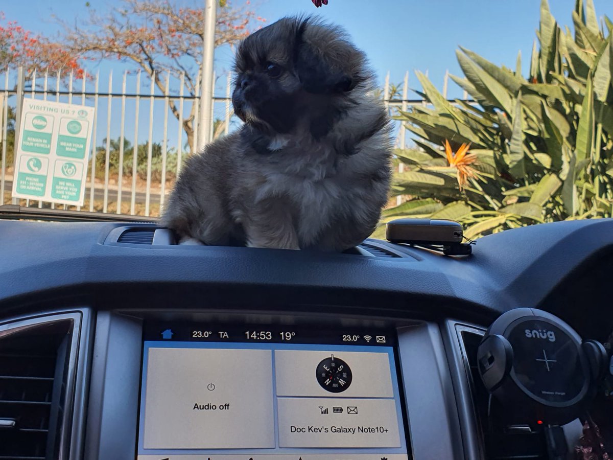 DocKevZA's tweet photo. Chewy aka Chewbacca https://t.co/riN2Lg3uTV