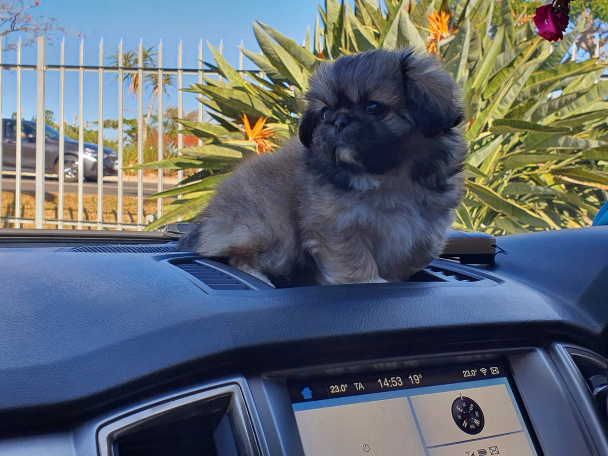 DocKevZA's tweet photo. Chewy aka Chewbacca https://t.co/riN2Lg3uTV