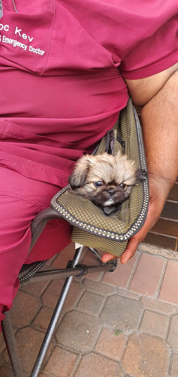 DocKevZA's tweet photo. Chewy aka Chewbacca https://t.co/riN2Lg3uTV