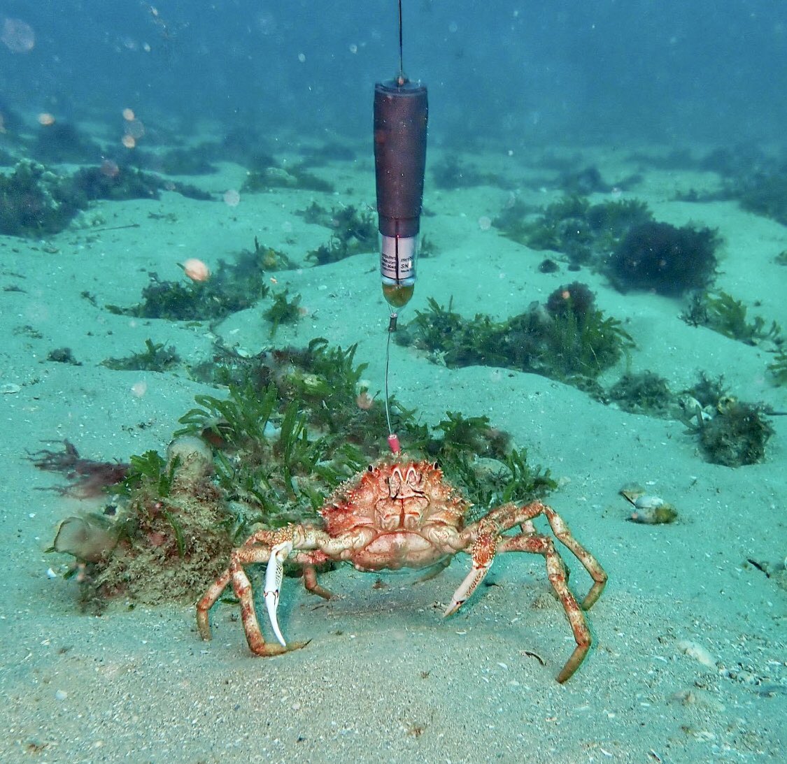 One of our very own Coast Guardians Holly Baird from Marlo was able to use her veterinary persona, dive training and love of the underwater world in an Australian first. Well done Holly, see below for the full story. ⚓️