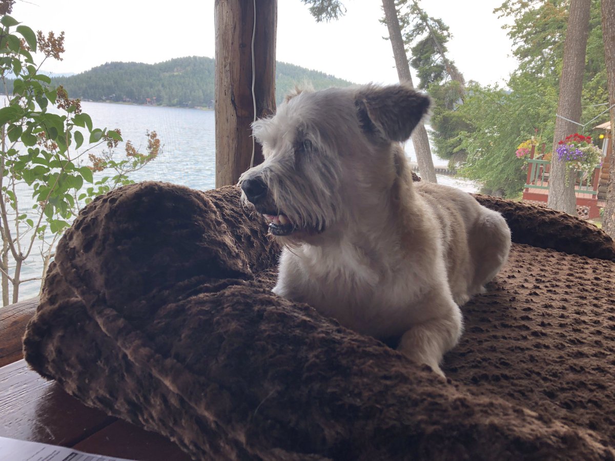 SassyNerdMT's tweet photo. @Shelly_A_Clark @tobinaddington @boblambert90 @nik_bowen @Kmagura @Burbachbacon #FreshSliceFriday was Toots’ last day at the lake 🥺. Please excuse our tardiness 😇. https://t.co/TXzbhtKloO