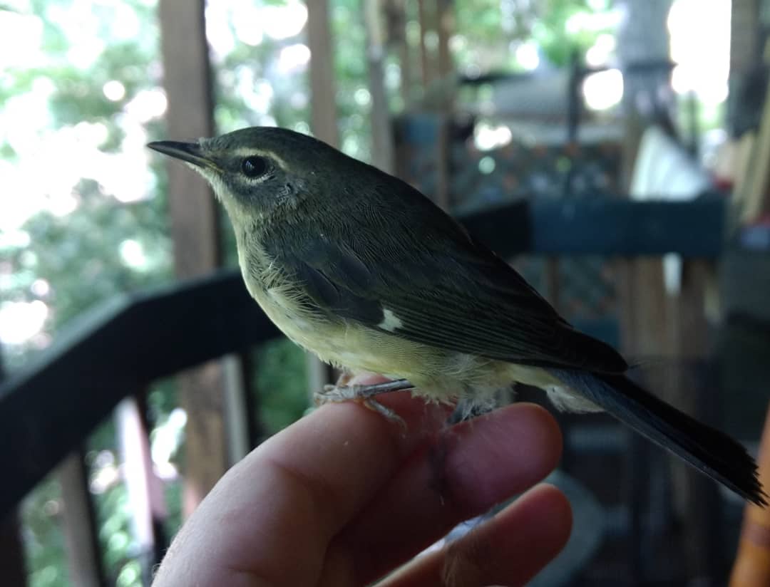 rambleramber1's tweet photo. #tweet #nature #naturelovers #bird #disneyprincess https://t.co/H5ReAPGBXo