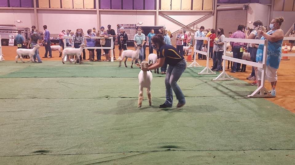 We had a great day "Going Showing" at the TN Sheep Expo in Cookeville.  Emma and Jolee did great!