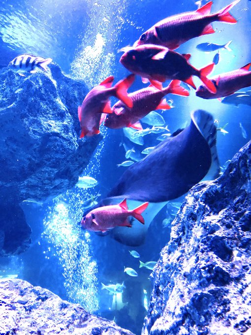 幻想的な 高画質 のtwitterイラスト検索結果