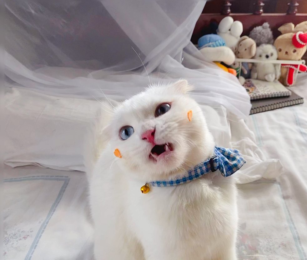 ૮꒰˵• ﻌ •˵꒱ა tweet media