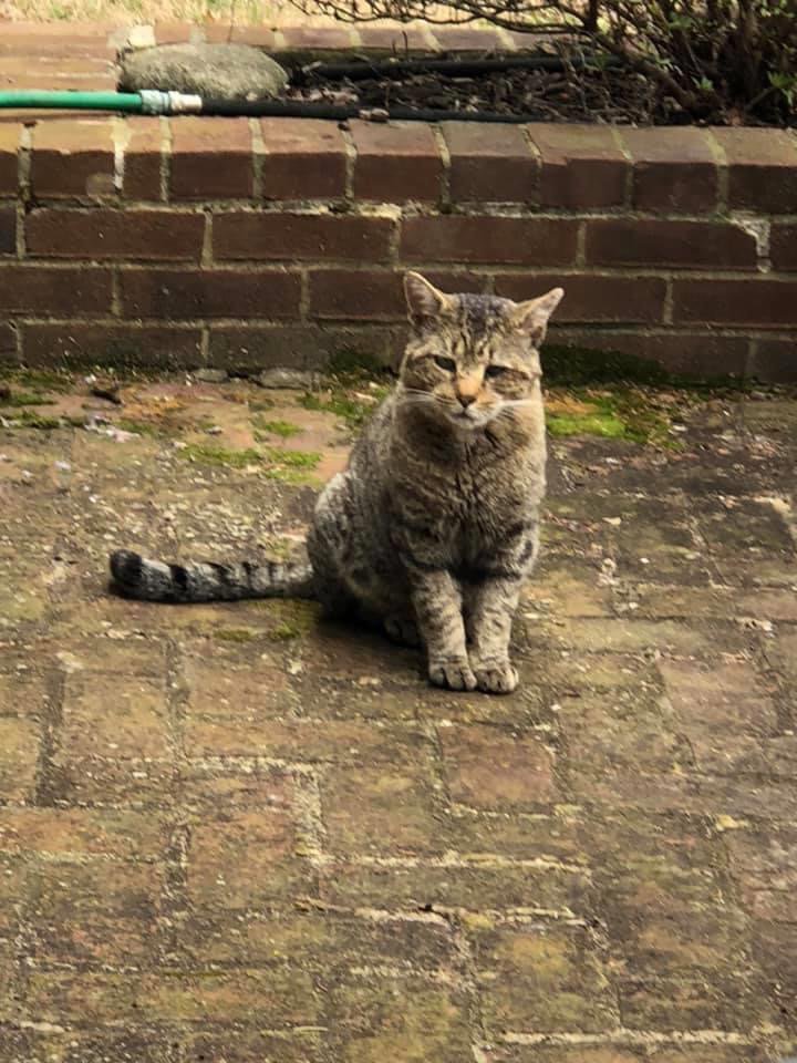 futurewriter13's tweet photo. Happy #NationalCatDay from my furever friend Shadow!
#meow #ShadowTails #caturday #shadowstories #CatsOnTwitter #Cats #catlife #Cat #fureverfriend #furryfriend #catmom https://t.co/rPb4xu42aA