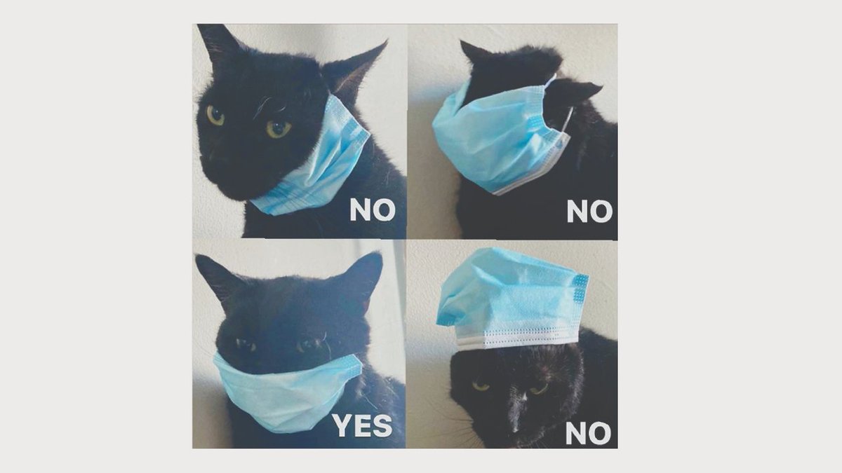 Even Cats Can Wear Masks, There's No Excuse Now, Cats