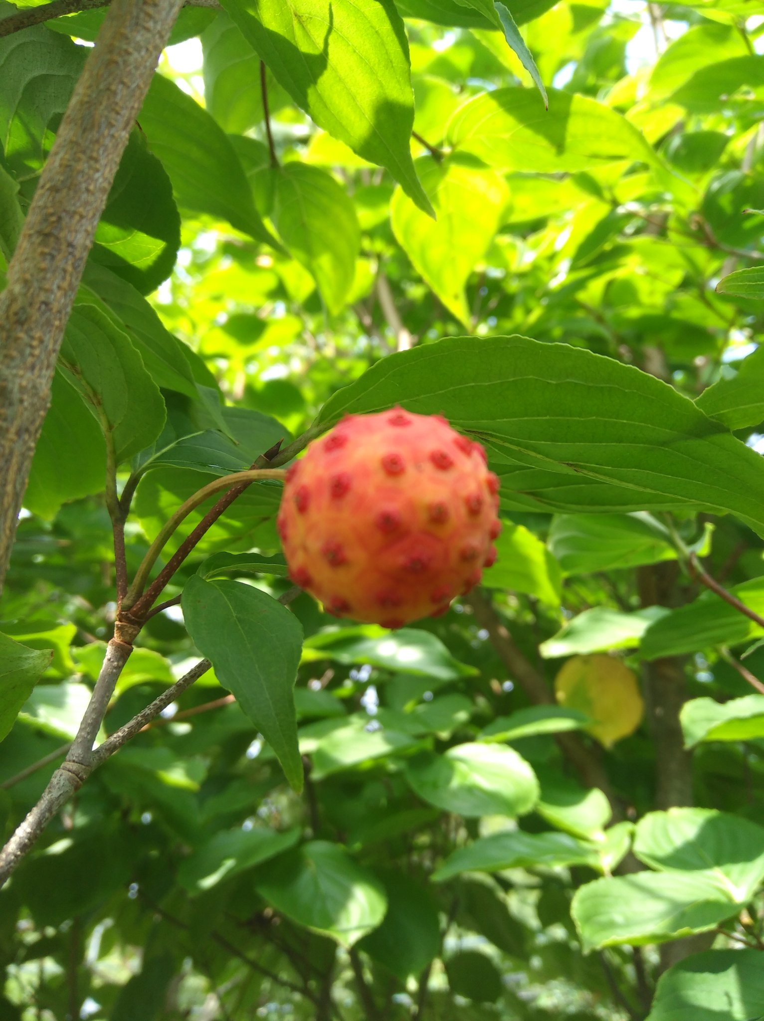 ゆず れおんとお庭 ヤマボウシの実がなってる 食べられるらしいけど 食べたことあります カロチン ビタミン アントシアニンを含み 滋養強壮や疲労回復などの効能があるんだって 乾燥させて利用すると下痢や腹痛にも効くらしい 食べ方