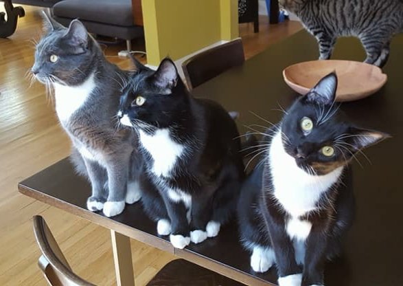 It is  #InternationalCatDay2020. In honor of this important day, here is the story of me and my brothers.