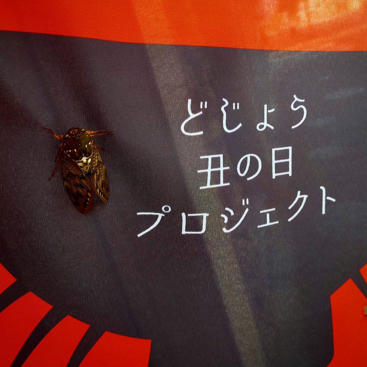 今日感テレビ日曜版