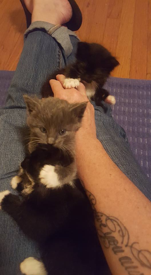 We were born to a feral mama in a vacant lot in Montclsir, California. Those of you who know the area will ask, "ARE there vacant lots in Montclair?" Apprently there are. We were born on or about April 12, 2017.