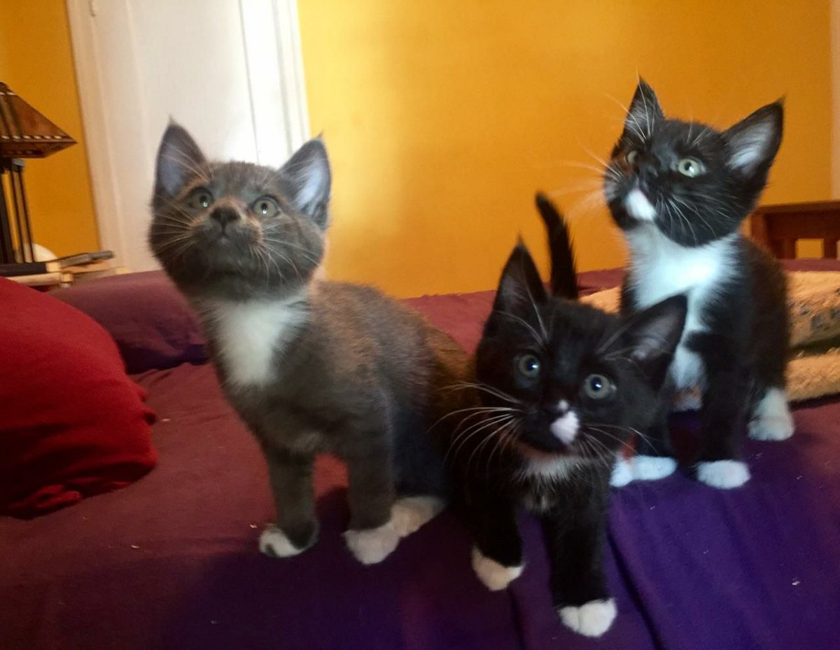 When we were 3.5 weeks old, Berkeley Animal Care Services trapped us, but they could not get our mama.