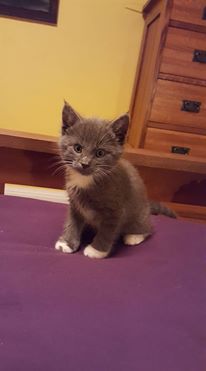 Mama had to leave us on that day, but she couldn't stop thinking of us. A few days later (she was trying to be cool ), she texted her neighbors just to, "Find out how the kittens are doing."