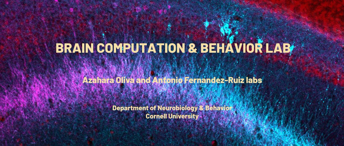AntonioFR (@antferrui) on Twitter photo Our labs website is finally up! We are recruiting postdocs, grad students and assistants interested in the neural dynamics of learning, memory and flexible behaviors. Join us at <a href="/CornellNBB/">Neurobio & Behavior</a>! Please RT and spread the word. @azayhara
braincomputation.org Our labs website is finally up! We are recruiting postdocs, grad students and assistants interested in the neural dynamics of learning, memory and flexible behaviors. Join us at <a href="/CornellNBB/">Neurobio & Behavior</a>! Please RT and spread the word. @azayhara
braincomputation.org